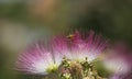 Calliandra emarginata Ã¯Â¼ËPink Powder PuffÃ¯Â¼â°